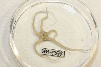 Media type: image;   Invertebrate Zoology OPH-1378 Description: Preserved specimen.;